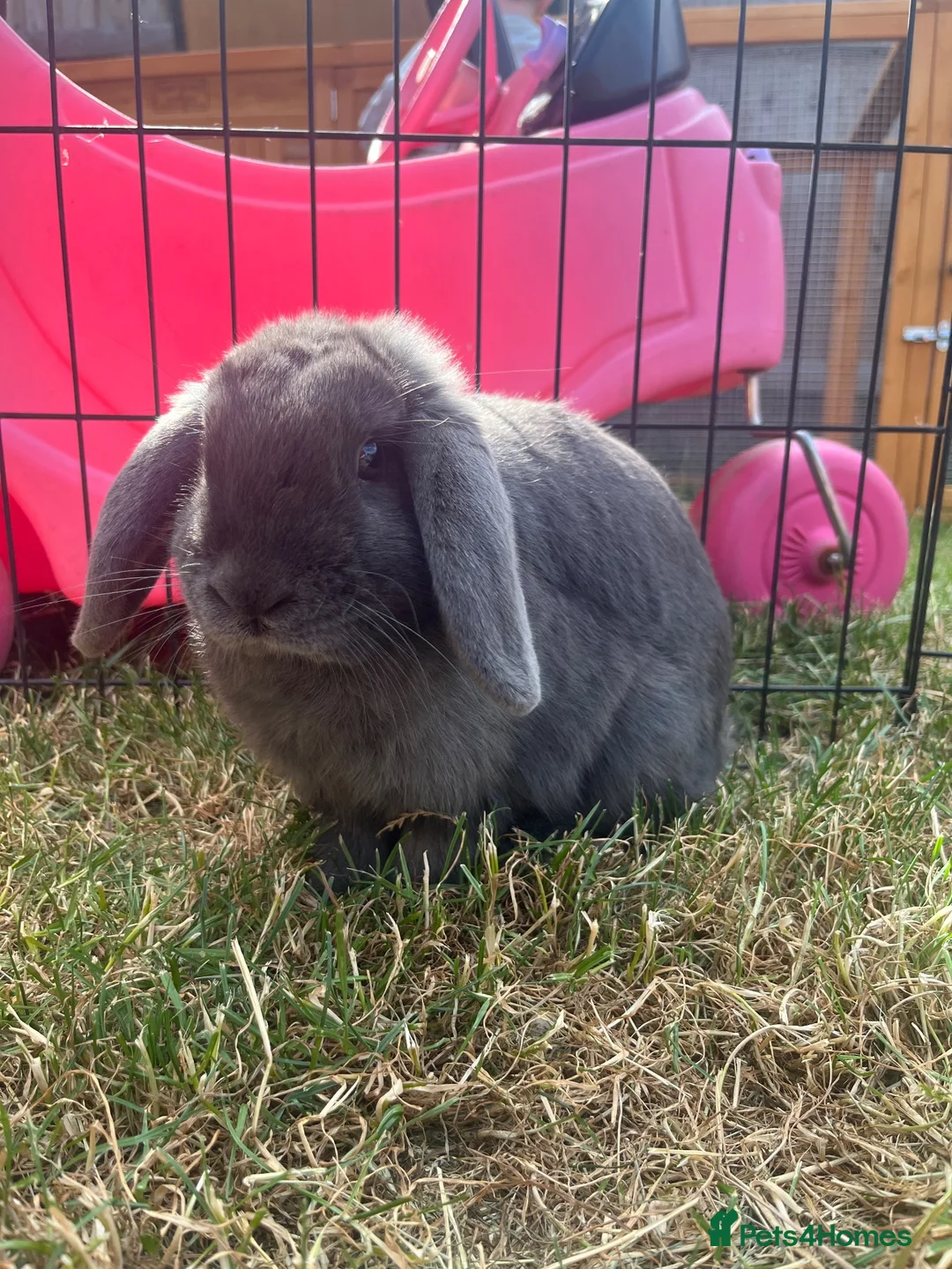 Mini Lion Lop rabbits for sale: Ready to go lionhead lops now reduced - Advert 39
