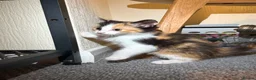 Mixed Breed cats for sale: 6/7 Week old Tortoise Female Kitten - Advert 6