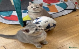 British Shorthair cats for sale: GCCF British Shorthair Kittens– Champion Lines - Image 15