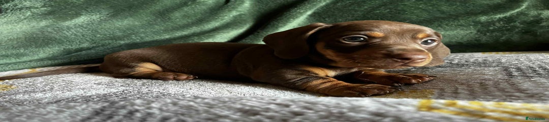 Miniature Dachshund Puppy 4