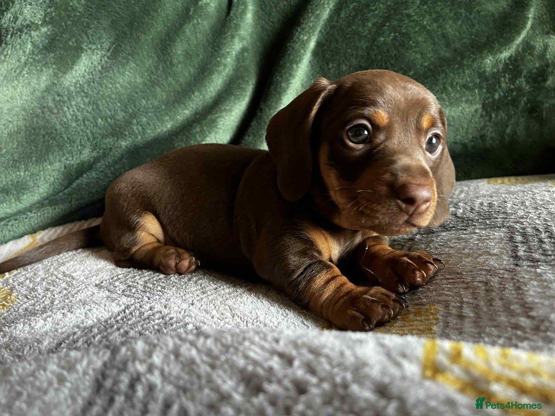 Miniature Dachshund dogs for sale: Miniature Dachshund puppies - Image 5