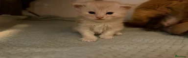 Maine Coon 1