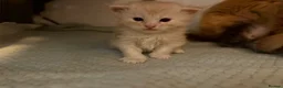 Maine Coon cats for sale: 6 pedigree Mainecoon kittens  - Advert 3
