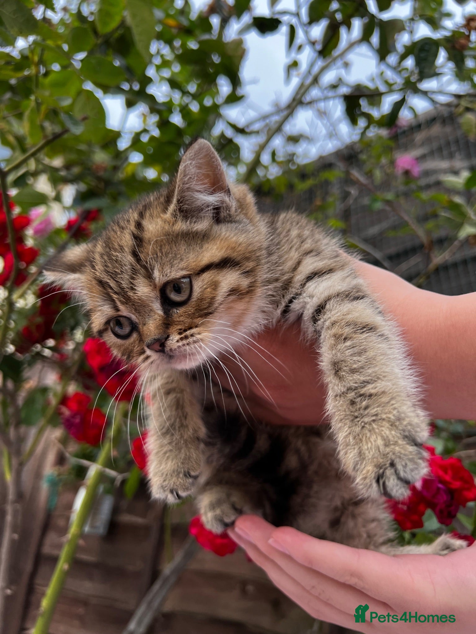 Scottish Fold cats 🥰Purebred Scottish straight looking for a home 🐾 - Advert 7