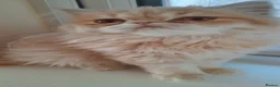 Persian cats for sale: Vaccinated 4 Beautiful Persian Chinchilla Kittens  - Advert 12