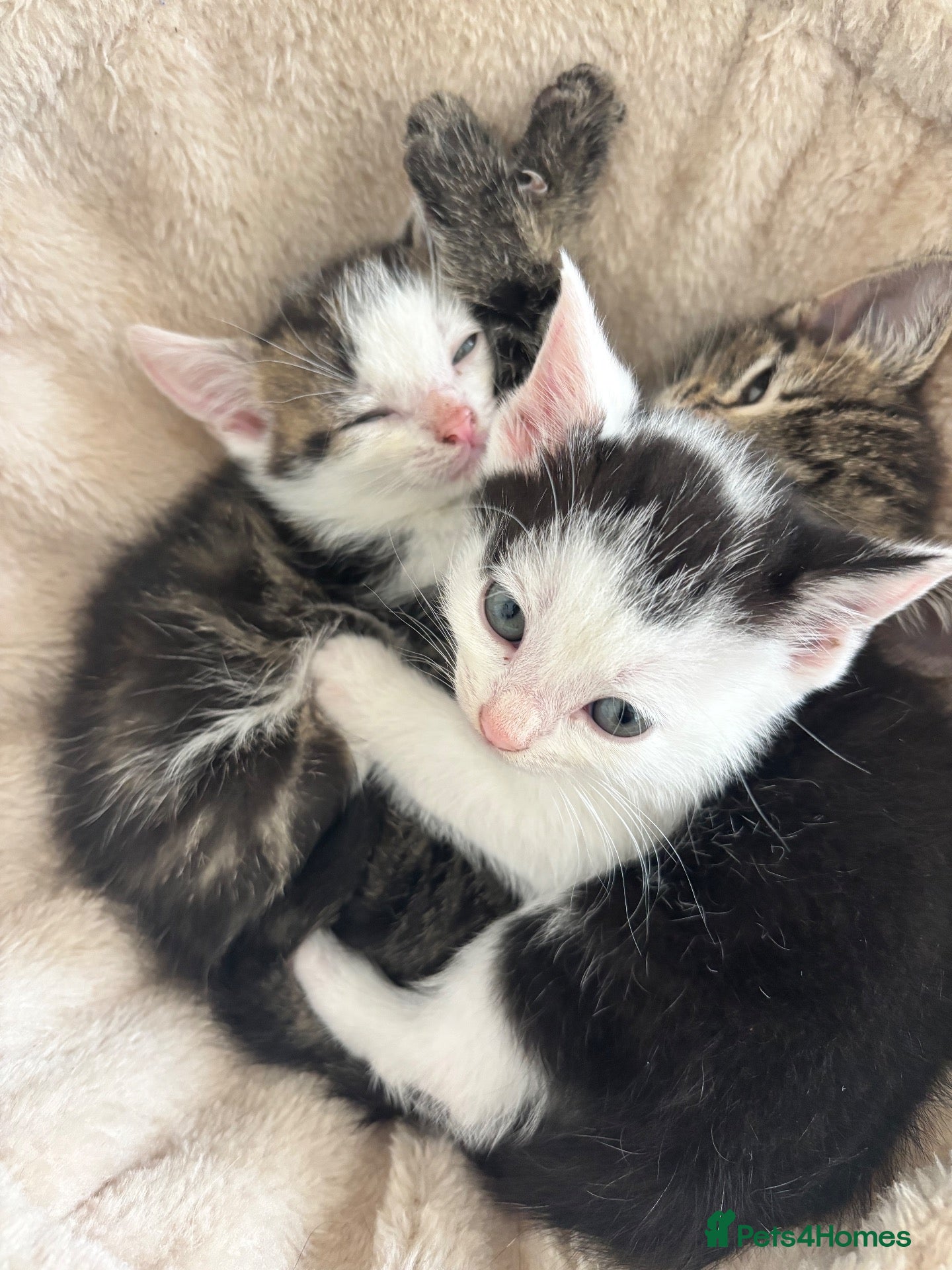 Domestic Shorthair cats KITTENS LOOKING FOR NEW HOME - Advert 7