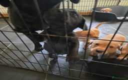 Labrador Retriever dogs for sale: Stunning litter of Fox Red and Black Labradors - Image 33