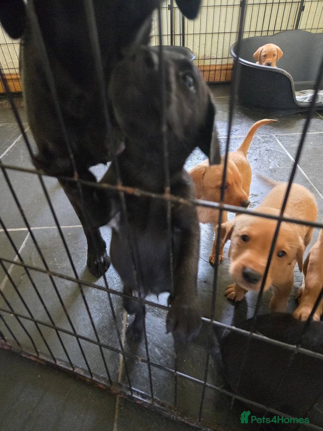 Labrador Retriever dogs for sale: Stunning litter of Fox Red and Black Labradors - Image 33