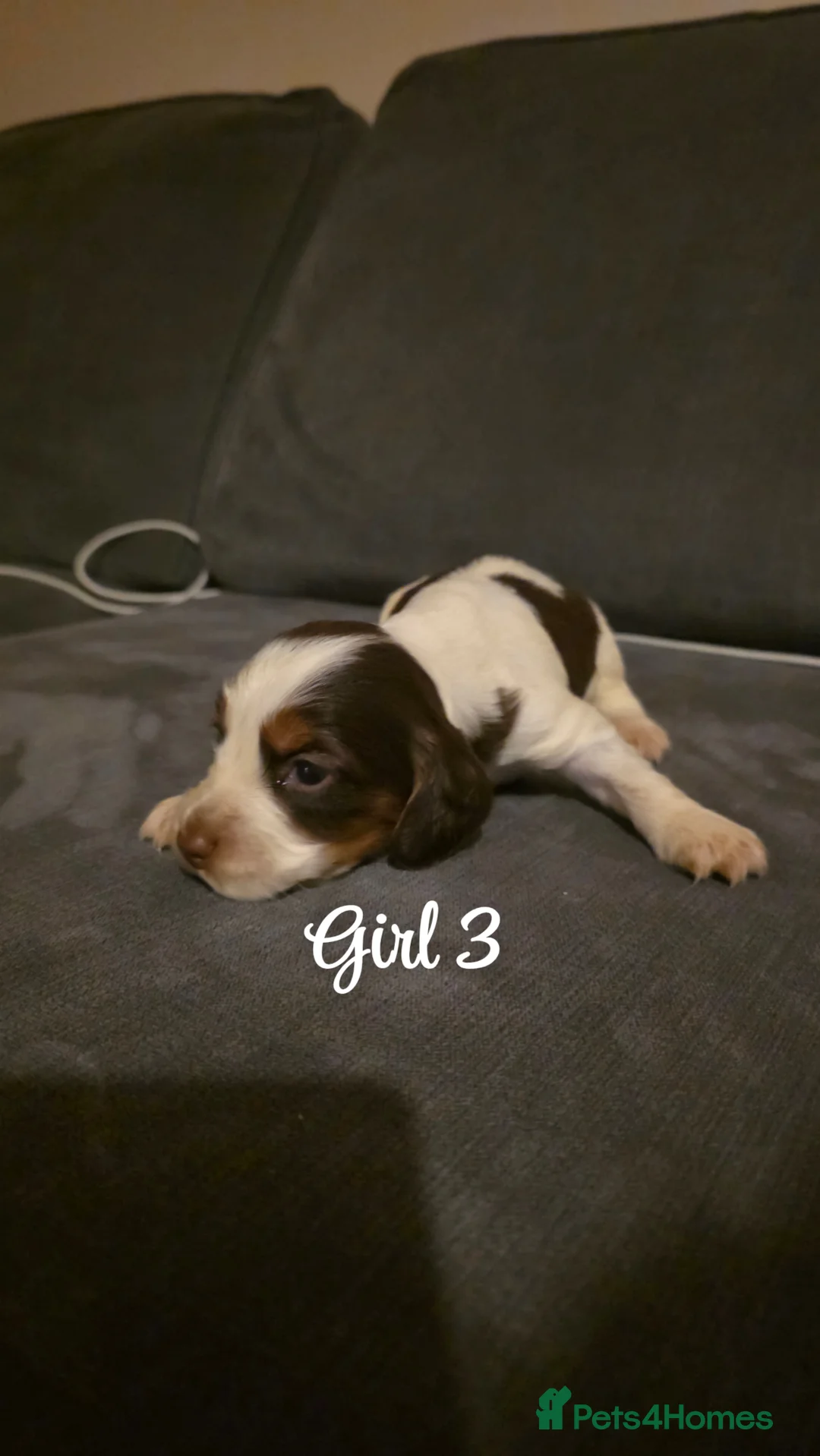 Mixed Breed dogs for sale: Beautiful Cocker x Collie pups - Advert 21