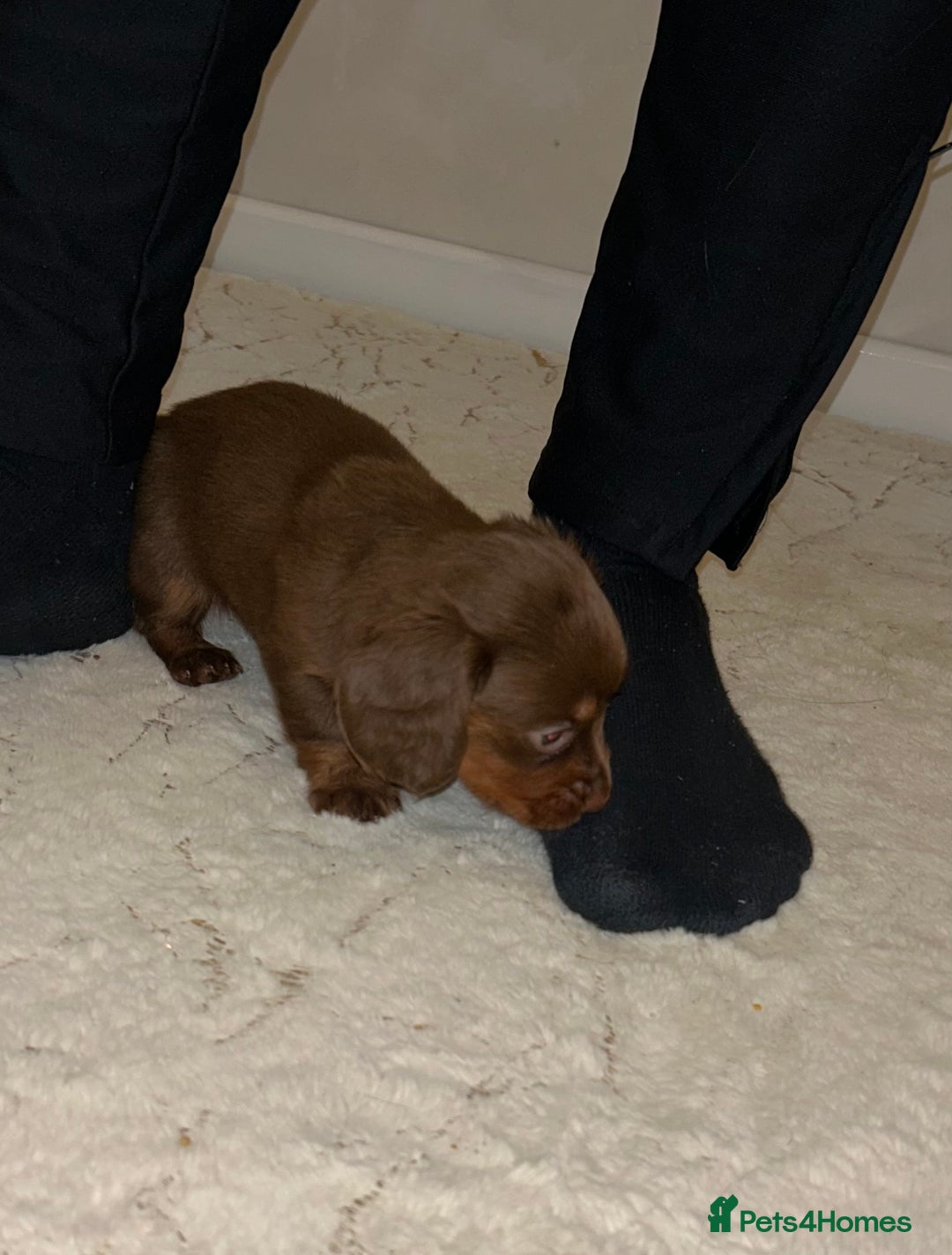 Miniature Dachshund dogs for sale: Miniature Dachshund  - Advert 9