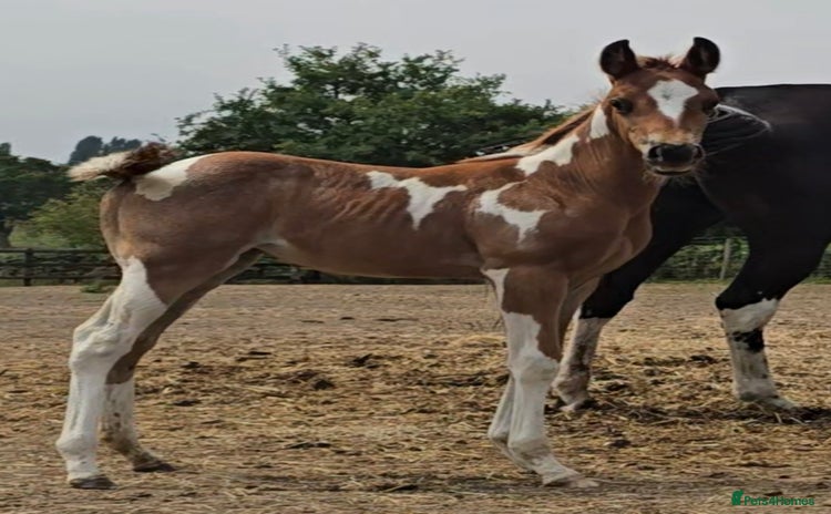 Paint horses - Advert 1
