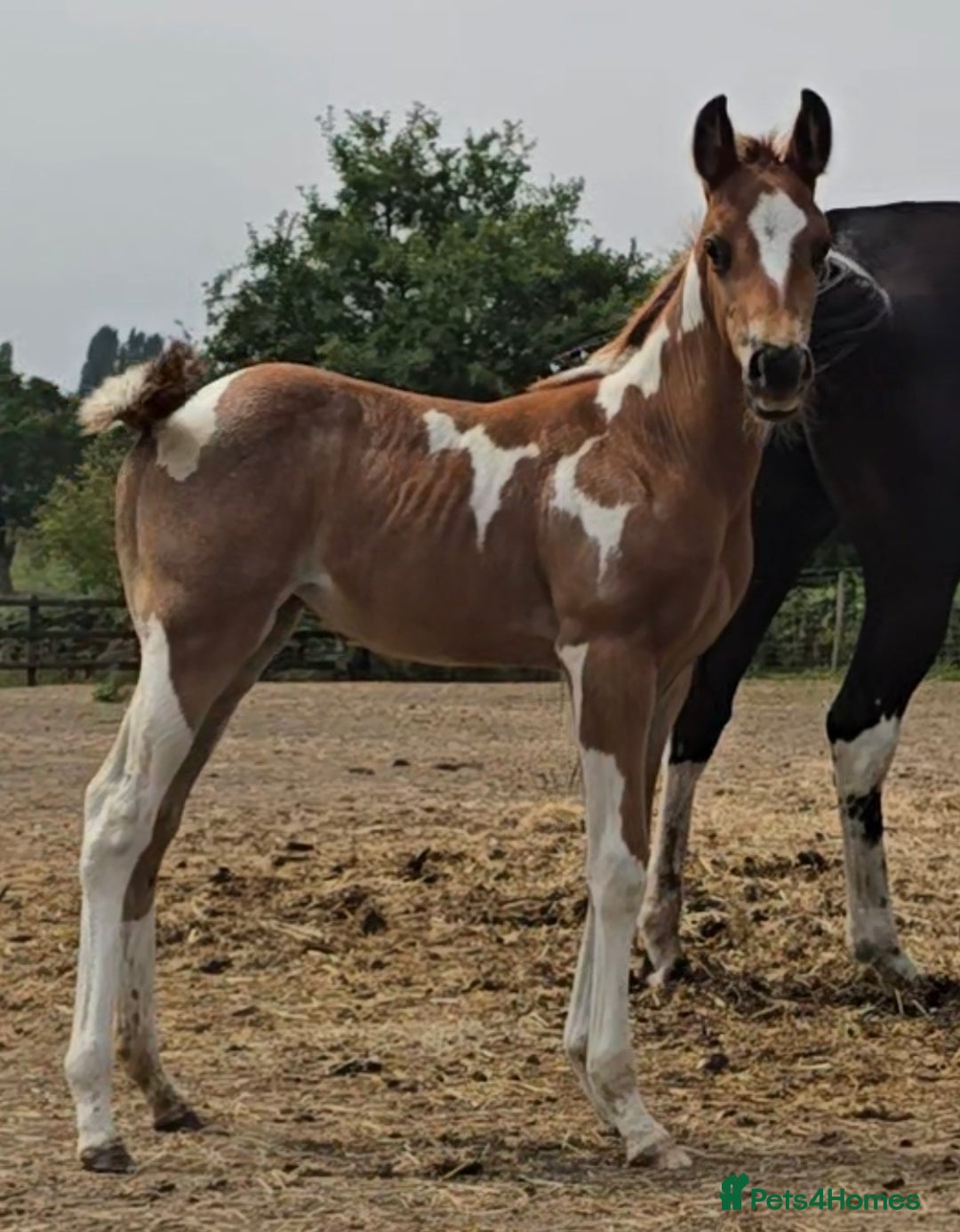 Paint horses for sale: Red Roan Tobiano Filly.   - Image 1