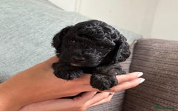 Jackapoo dogs for sale: Gorgeous Jackapoo X Toy Poodle pups  - Image 5