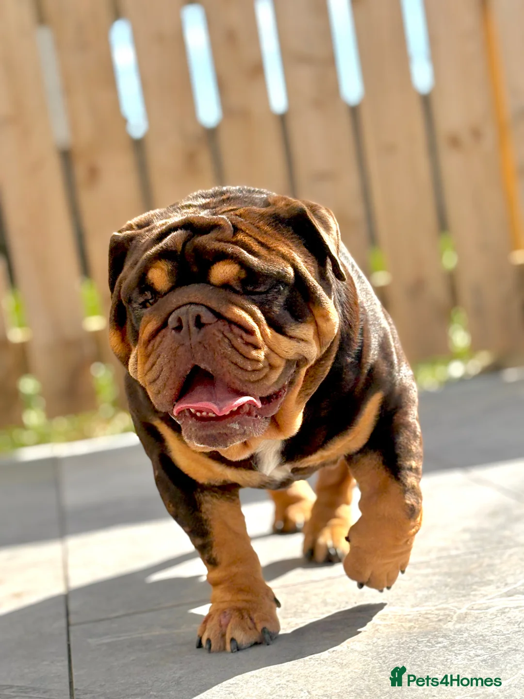 English Bulldog dogs for stud: 🔥🏴󠁧󠁢󠁳󠁣󠁴󠁿The money maker🏴󠁧󠁢󠁳󠁣󠁴󠁿🔥 - Advert 2