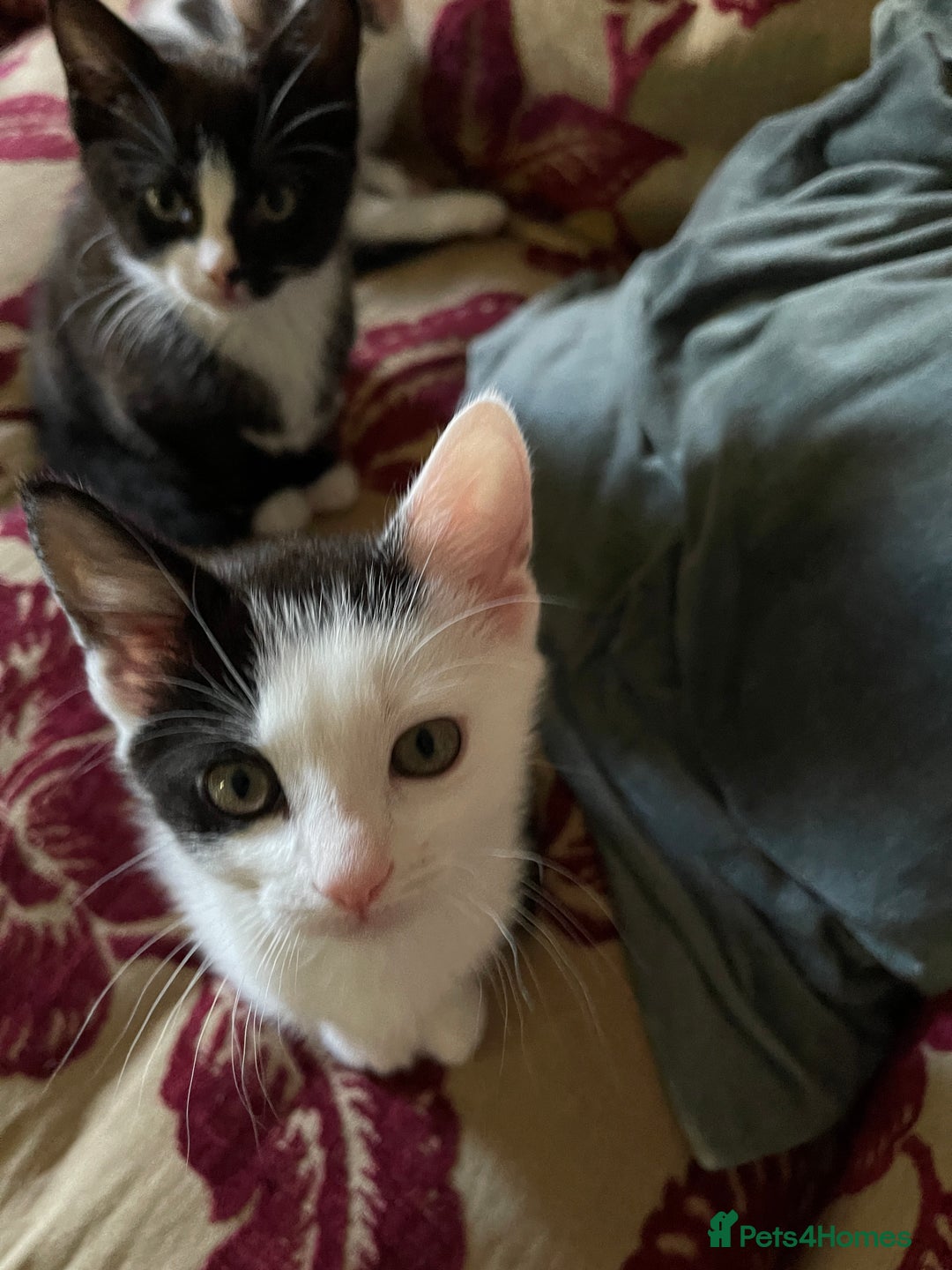 Mixed Breed cats for sale: 5 Beautiful kittens are available  - Image 5