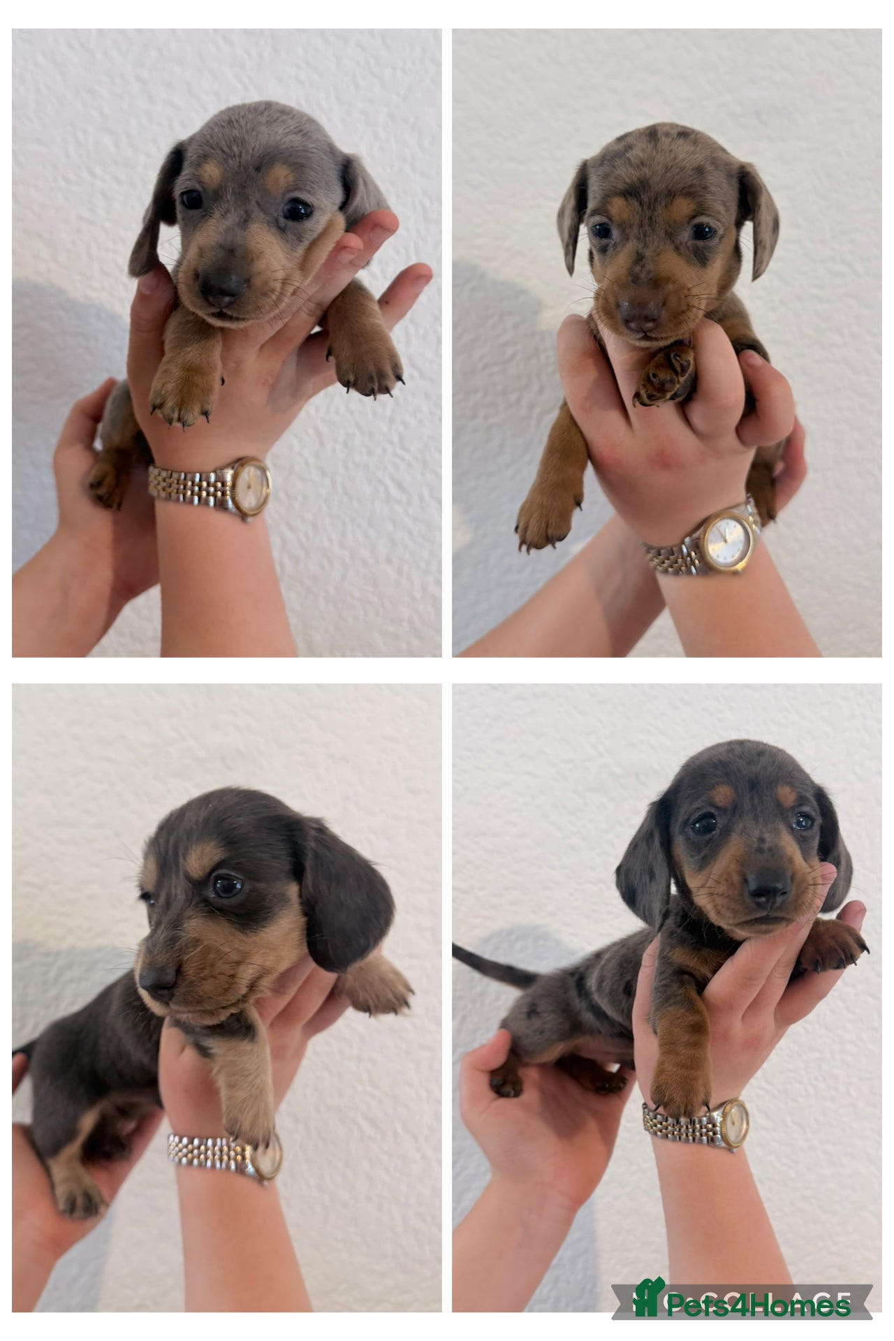 Miniature Dachshund dogs Beautiful dachshunds !   - Advert 8