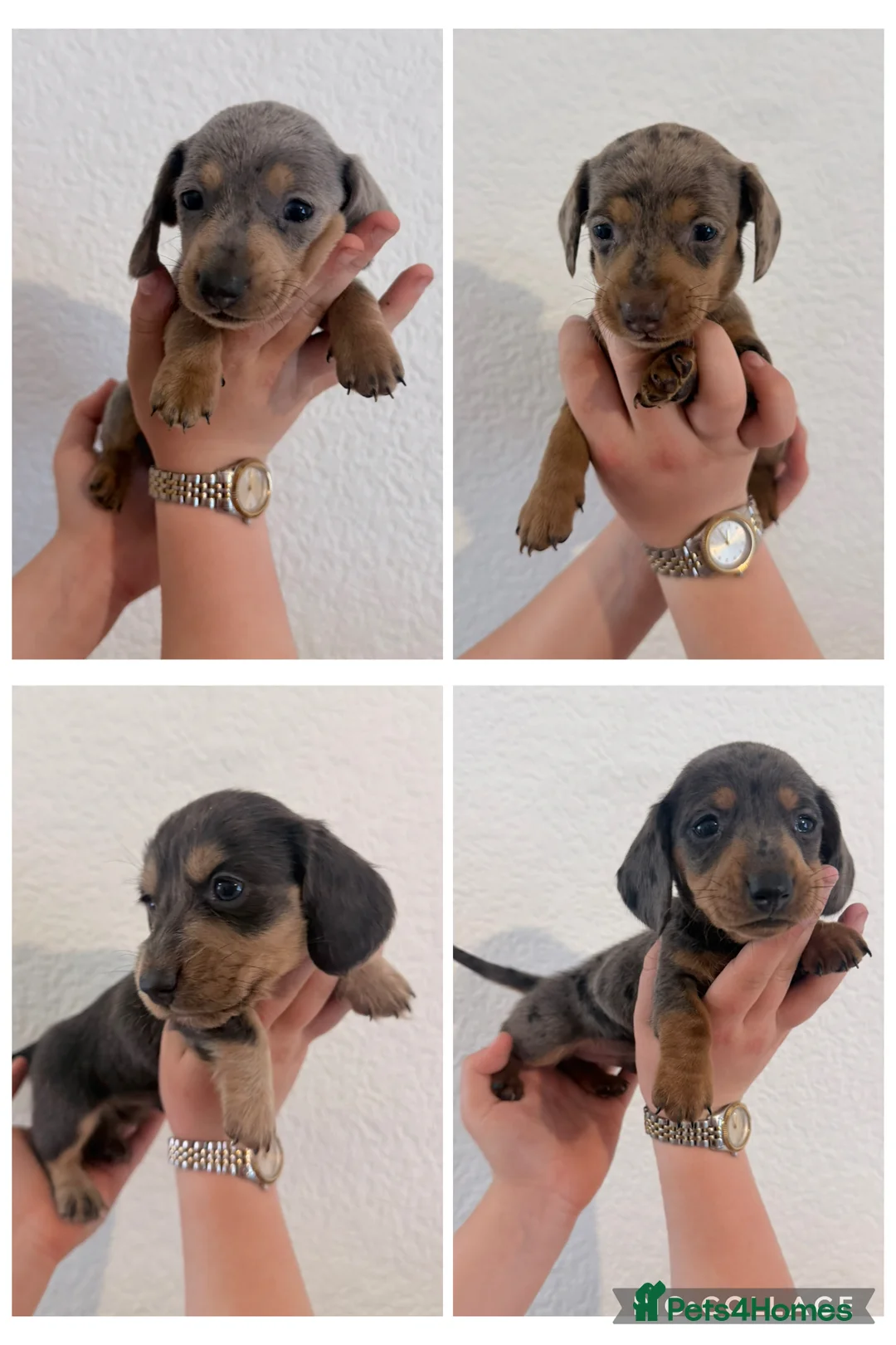 Miniature Dachshund dogs for sale: Beautiful dachshunds !   - Advert 2