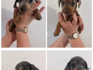 Miniature Dachshund dogs Beautiful dachshunds ! - Advert 8