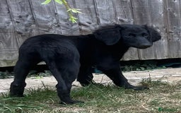 Goldendoodle dogs for sale: READY TO LEAVE - DNA health tested Puppies - Image 19