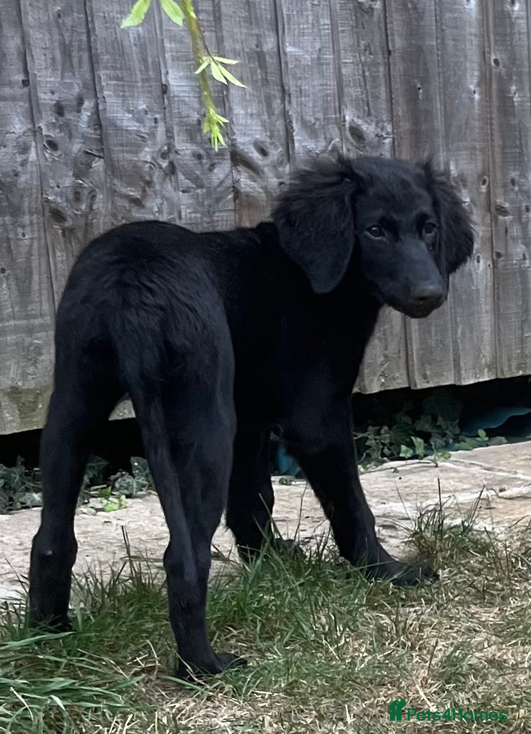 Goldendoodle dogs for sale: READY TO LEAVE - DNA health tested Puppies - Image 19