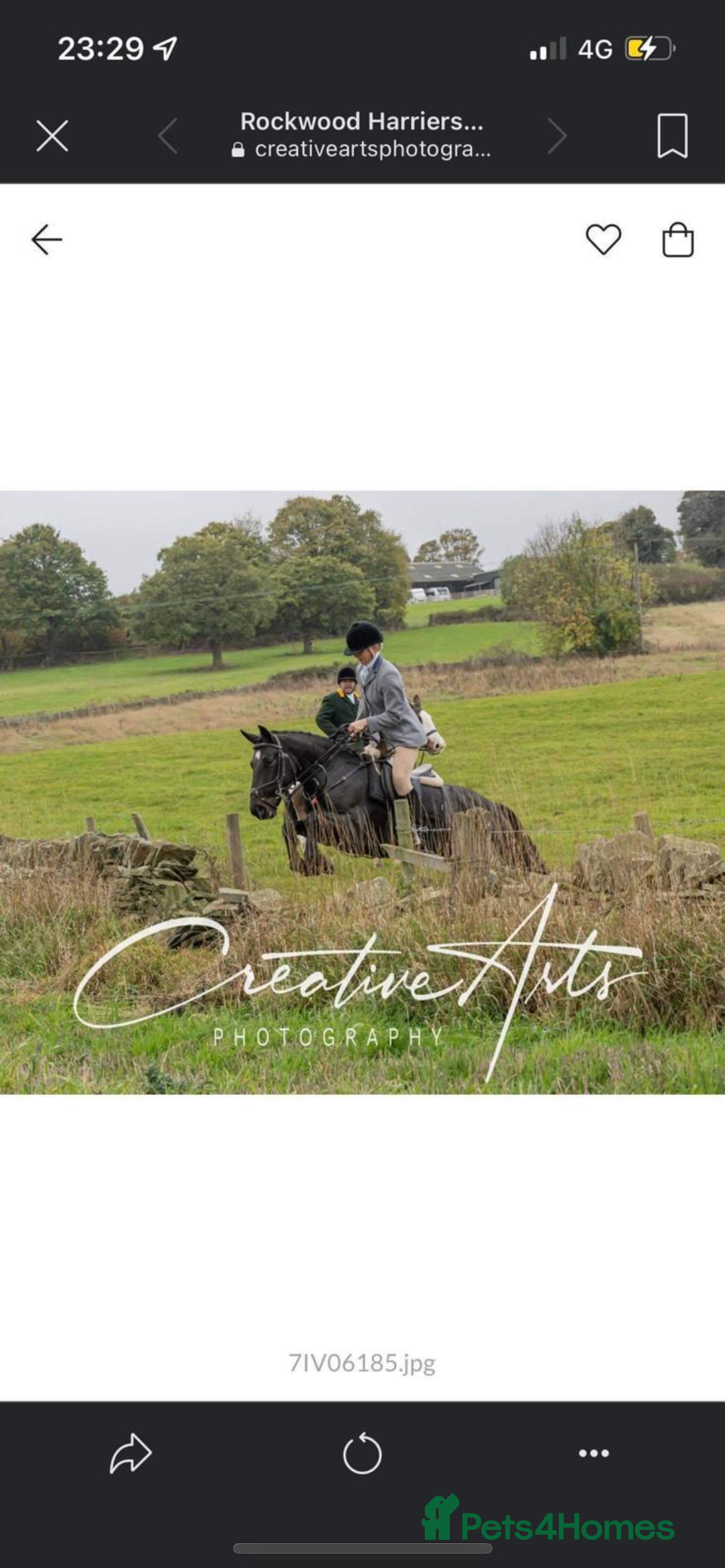 Other Breed horses for sale: Alrounder - Advert 7