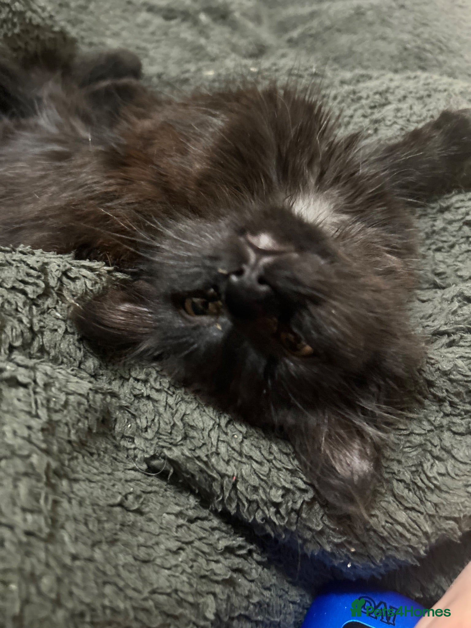 Mixed Breed cats pom pom - Advert 8