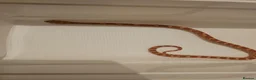 Corn Snake reptiles for sale: Baby cornsnakes for sale - Advert 15