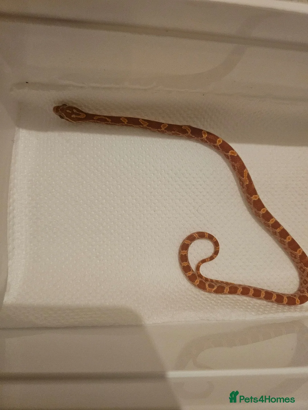 Corn Snake reptiles for sale: Baby cornsnakes for sale - Advert 15