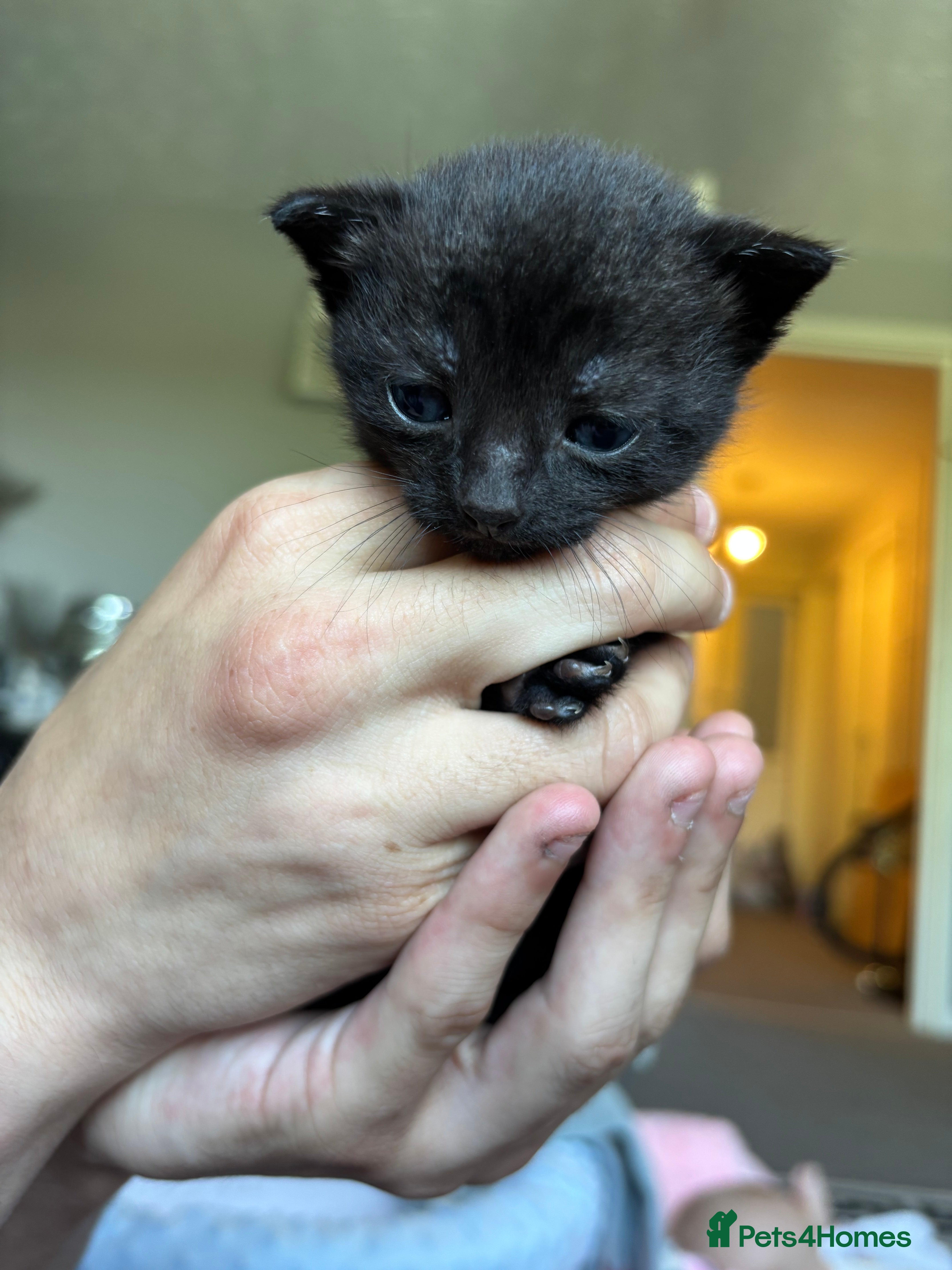 Black male
