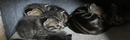 Mixed Breed cats for sale: 4 beautiful kittens - Advert 5