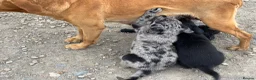 Borador dogs for sale: Beautiful Borador blue Merle / black pups - Advert 8