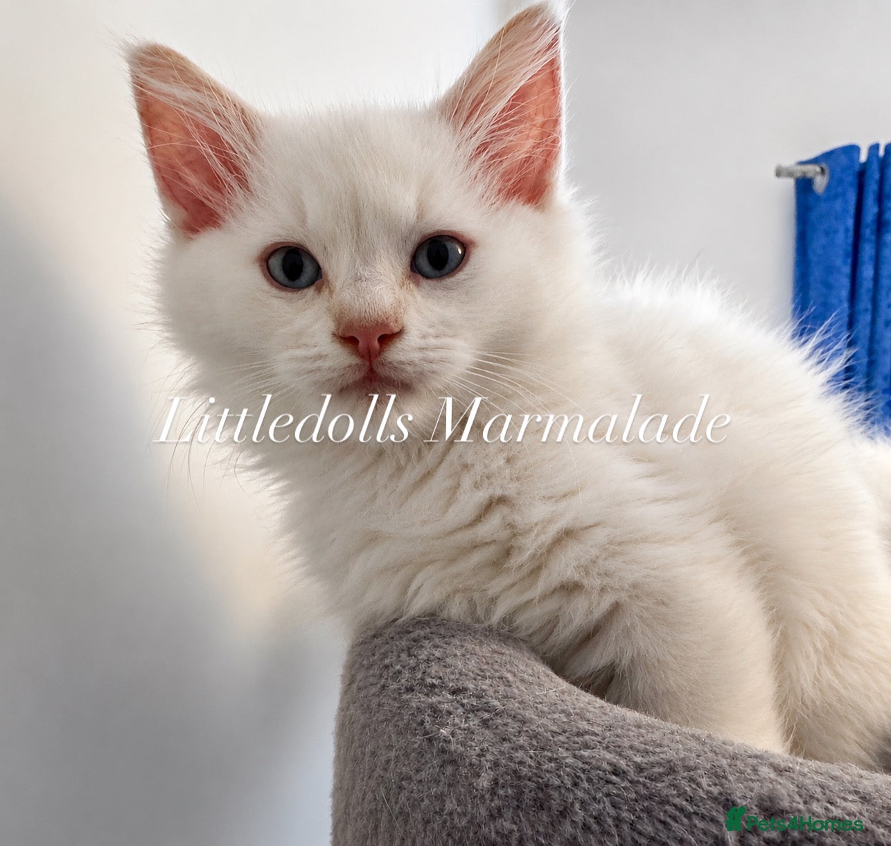 Ragdoll cats for sale: Ready to leave- 2 pedigree Ragdoll Boys - Advert 8