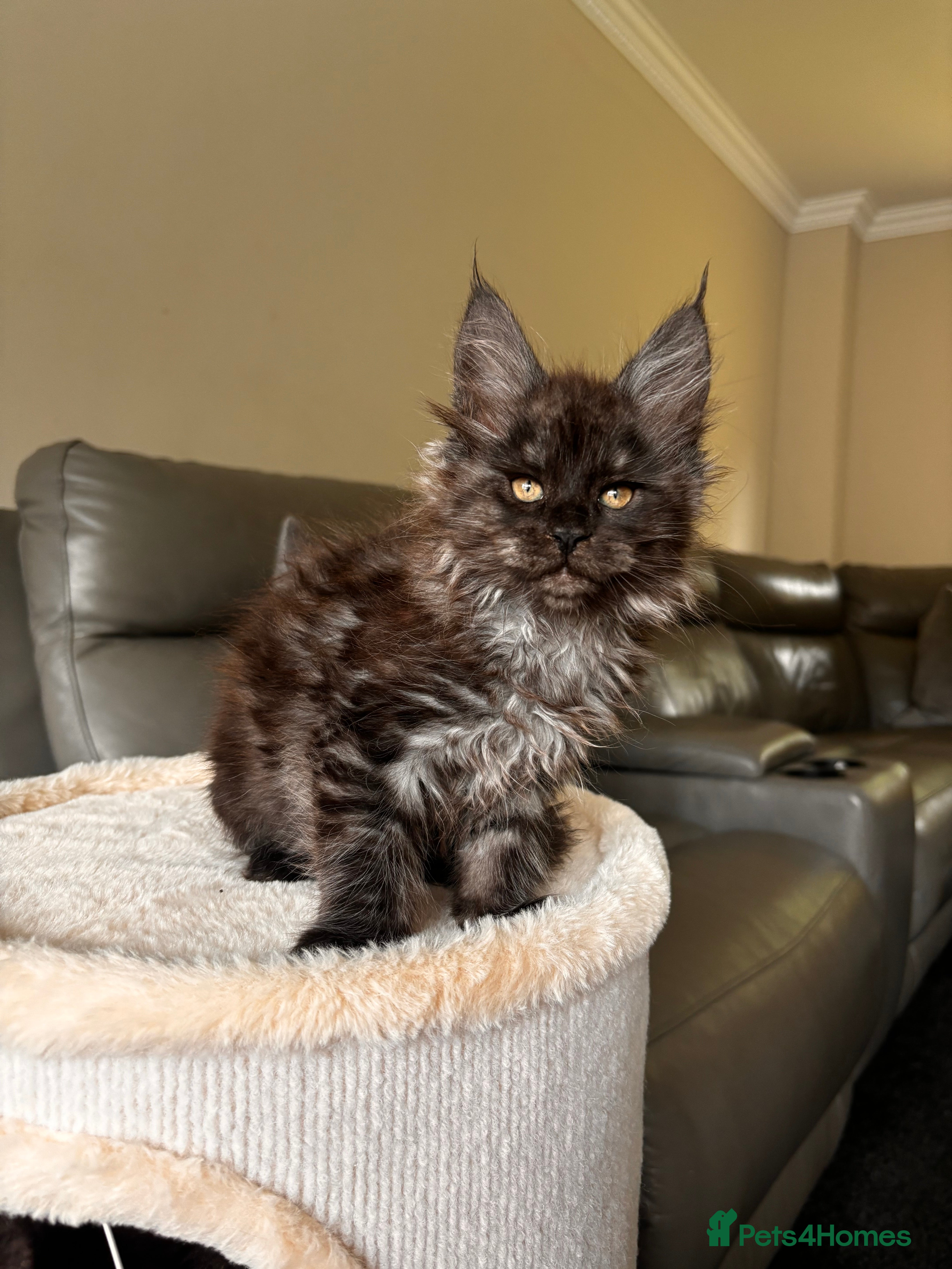 Maine Coon cats Ready Now TICA Registered Maine Coon Kittens - Advert 2