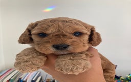 Cavapoo dogs for sale: 14 week old male Cavapoo puppy - Image 12