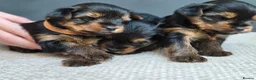 Yorkshire Terrier dogs for sale: BeautifulYorkshireTerrier Puppies-Raised with Care - Advert 10