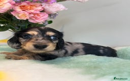 Miniature Dachshund dogs for sale: Miniature long hair dachshund  - Image 9