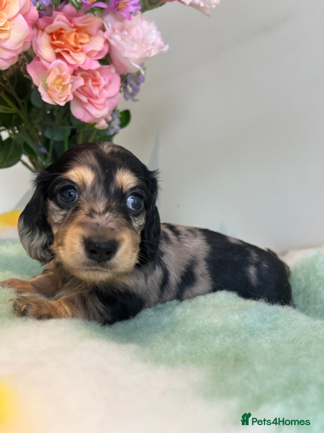 Miniature Dachshund dogs for sale: Miniature long hair dachshund  - Image 9