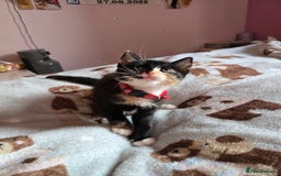 Mixed Breed cats for sale: Stunning, active kittens - Image 7