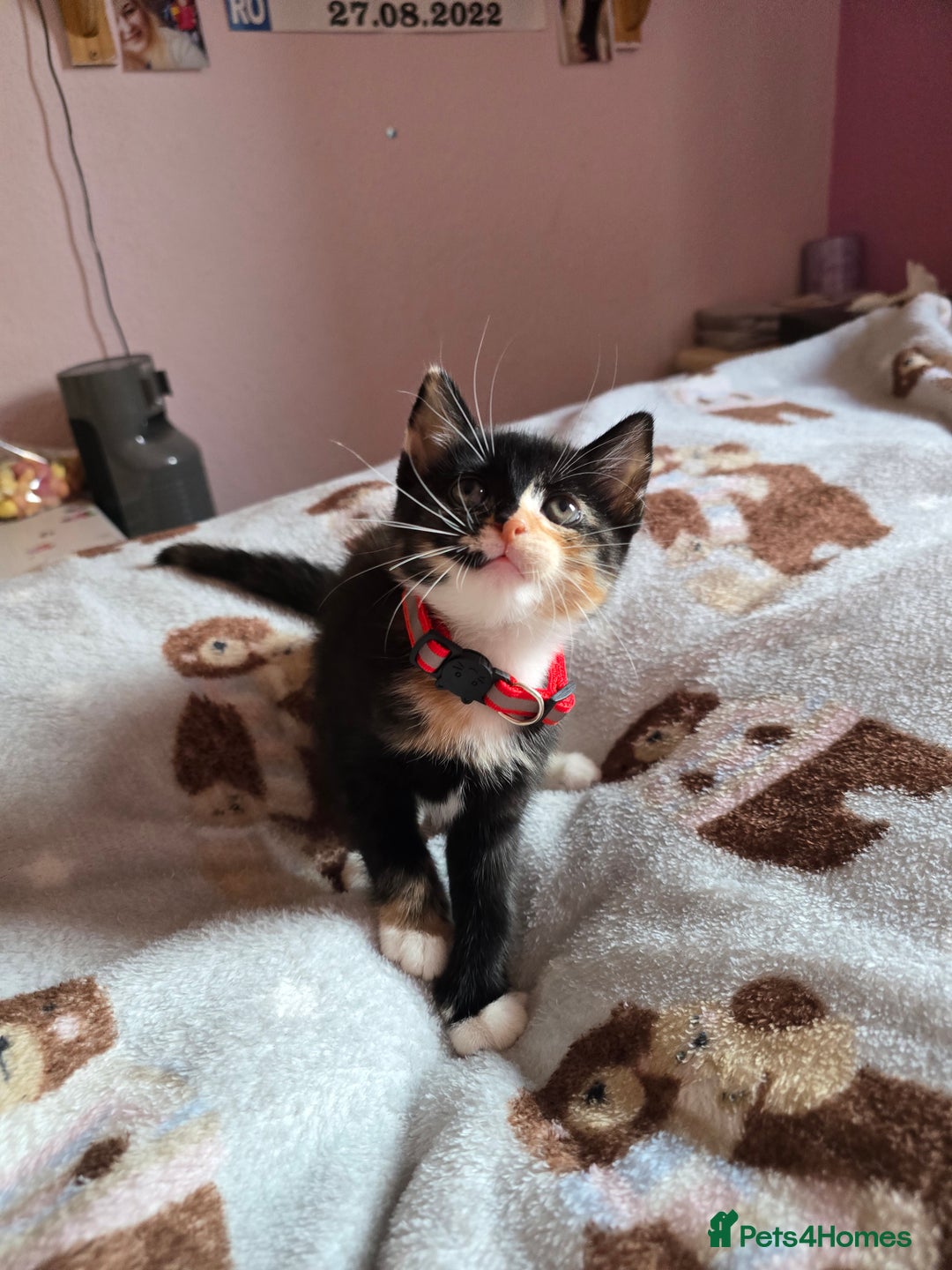 Mixed Breed cats for sale: Stunning, active kittens - Image 7