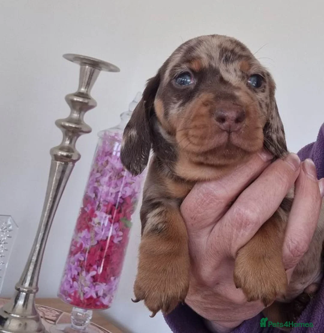 Miniature Dachshund dogs for sale: LOVELY MINIATURE DACHSHUNDS PUPPIES FOR SALE - Advert 2