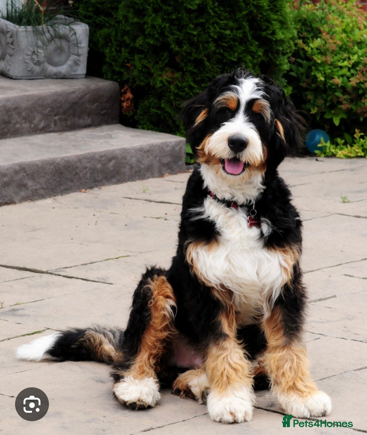 Bernedoodle dogs Stud wanted - Advert 8