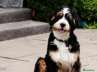 Bernedoodle dogs Stud wanted - Advert 8