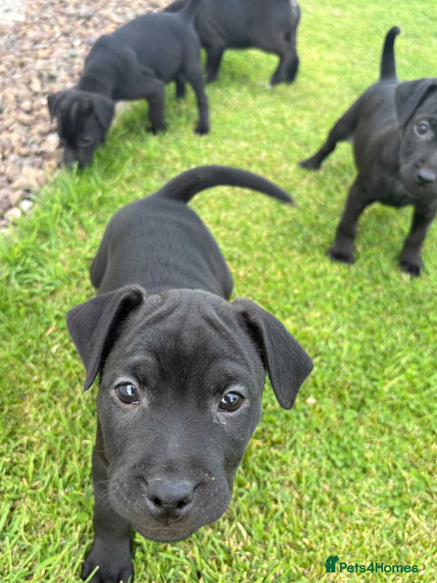 Patterdale Terrier dogs Patterdale Terrier Puppies  - Advert 2