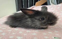Mini Lion Lop rabbits for sale: 8 Beautiful Lion Lop Bunnies available to reserve. - Image 5