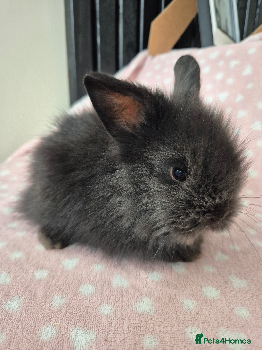 Mini Lion Lop rabbits for sale: 8 Beautiful Lion Lop Bunnies available to reserve. - Image 5