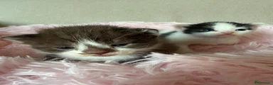 Mixed Breed Kitten 1