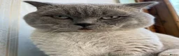 British Shorthair cats for sale: Ready for reservations British  - Advert 13