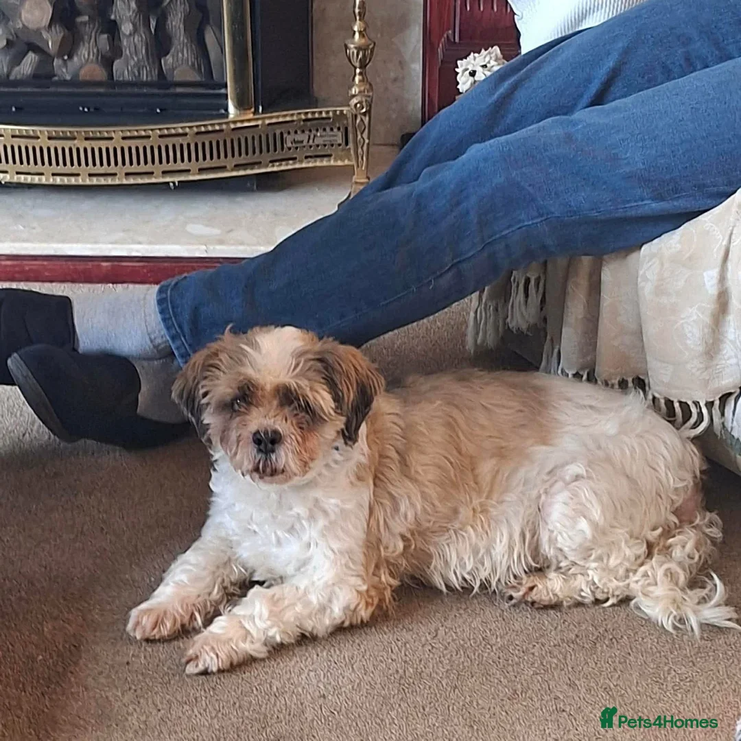 Shih Tzu dogs for adoption: Bramble - Fakenham Norfolk  in Fakenham - Advert 2