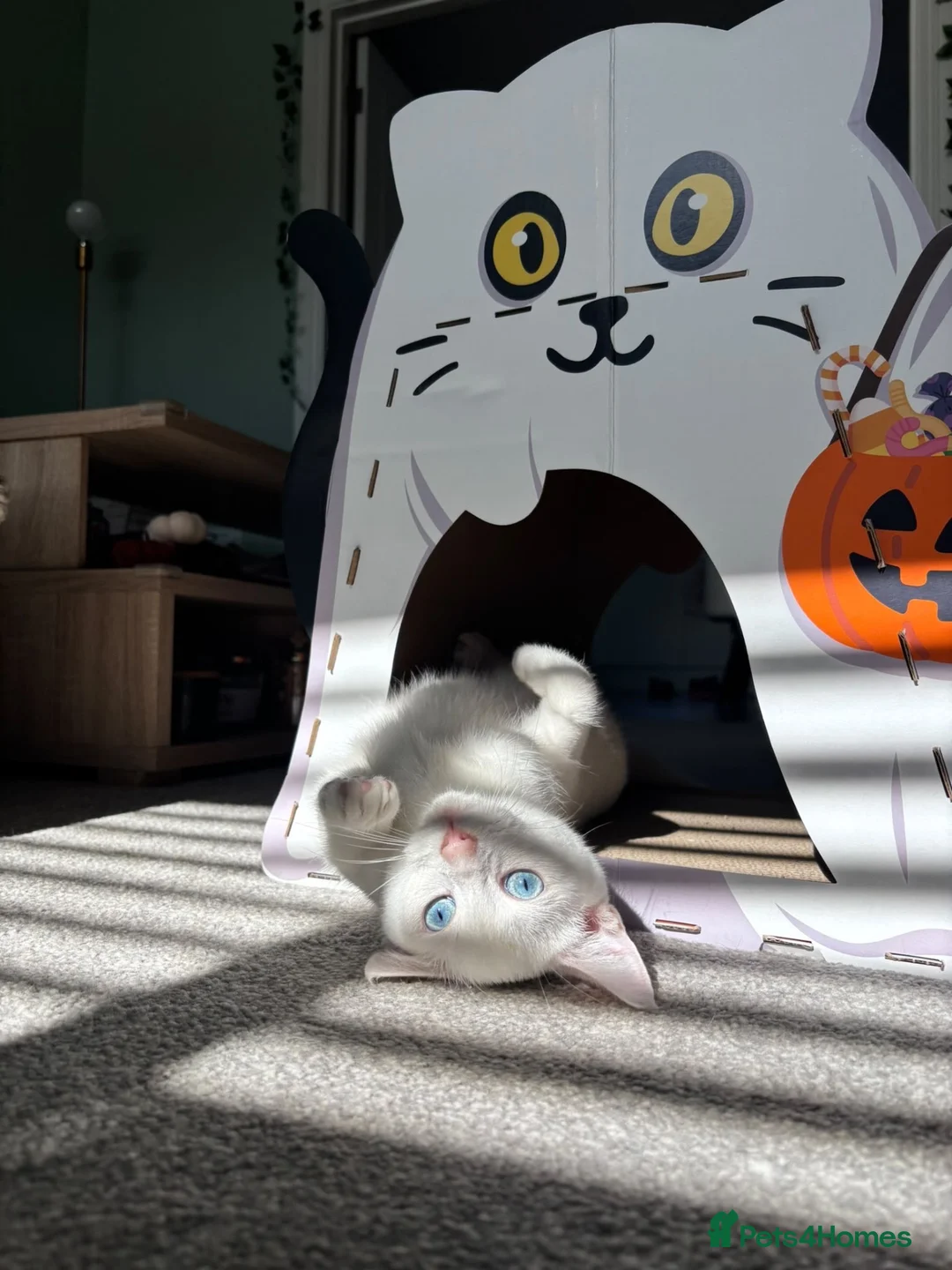 Domestic Shorthair cats for adoption: Boots, gorgeous 6 month old kitten (deaf)  - Advert 2