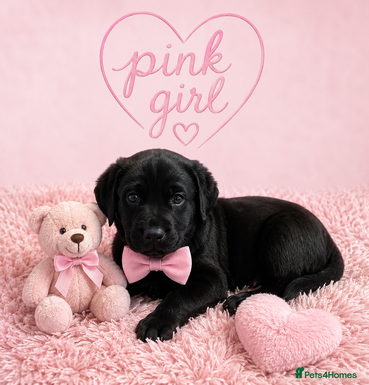 Labrador Retriever dogs Adorable Litter of Labradors  - Advert 1